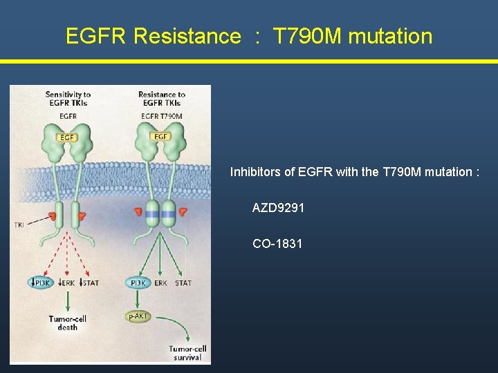 EGFR Resistance : T 790 M mutation Inhibitors of EGFR with the T 790 EGFR Resistance : T 790 M mutation Inhibitors of EGFR with the T 790