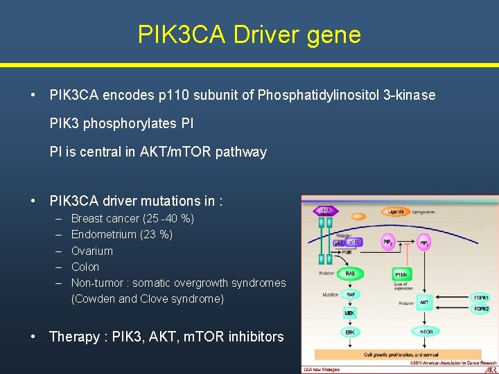 PIK 3 CA Driver gene • PIK 3 CA encodes p 110 subunit of PIK 3 CA Driver gene • PIK 3 CA encodes p 110 subunit of