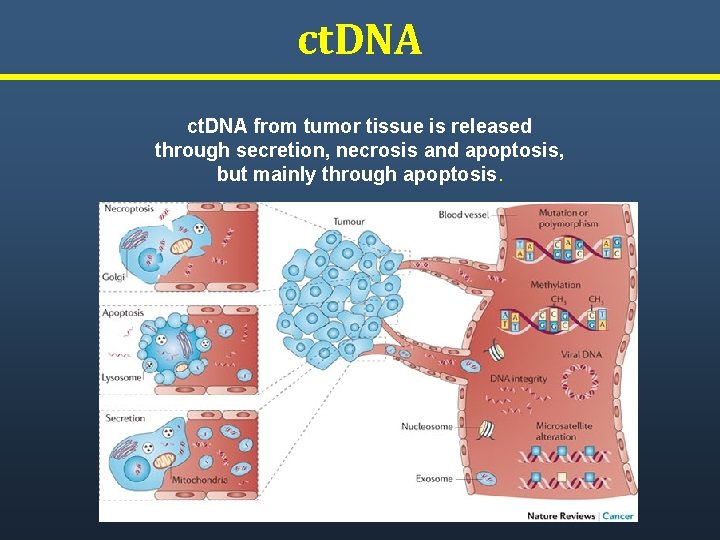 ct. DNA from tumor tissue is released through secretion, necrosis and apoptosis, but mainly ct. DNA from tumor tissue is released through secretion, necrosis and apoptosis, but mainly