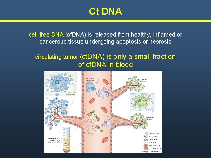 Ct DNA cell-free DNA (cf. DNA) is released from healthy, inflamed or cancerous tissue Ct DNA cell-free DNA (cf. DNA) is released from healthy, inflamed or cancerous tissue