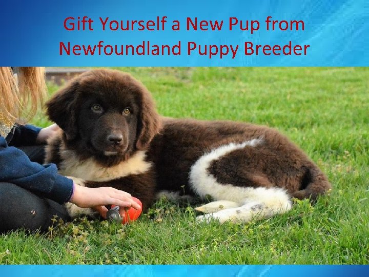 Gift Yourself a New Pup from Newfoundland Puppy Breeder 