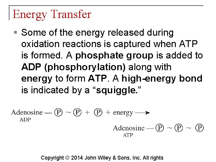 Energy Transfer § Some of the energy released during oxidation reactions is captured when