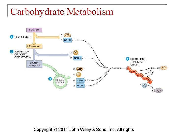 Carbohydrate Metabolism Copyright © 2014 John Wiley & Sons, Inc. All rights 