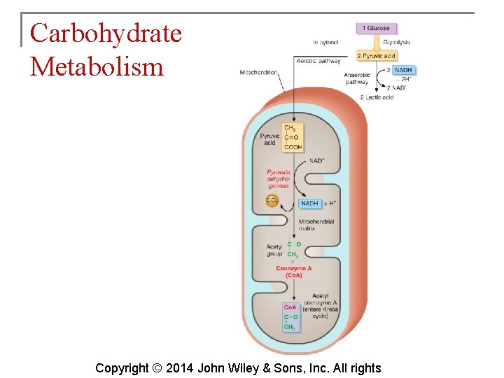 Carbohydrate Metabolism Copyright © 2014 John Wiley & Sons, Inc. All rights 