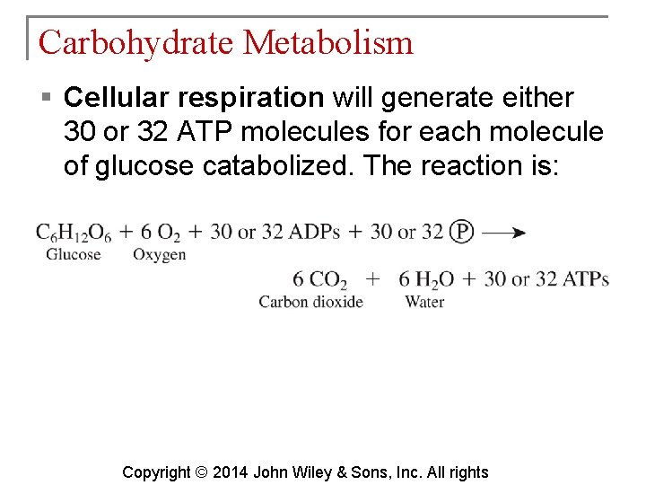 Carbohydrate Metabolism § Cellular respiration will generate either 30 or 32 ATP molecules for