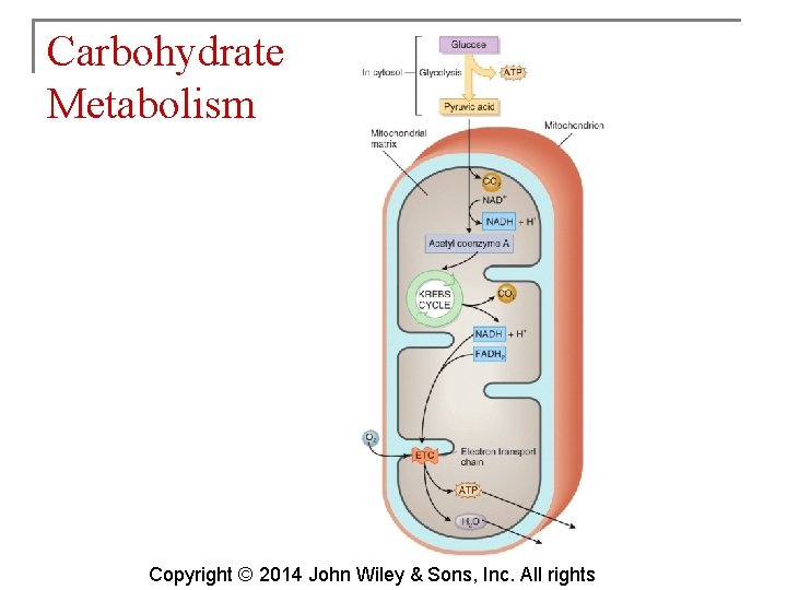 Carbohydrate Metabolism Copyright © 2014 John Wiley & Sons, Inc. All rights 