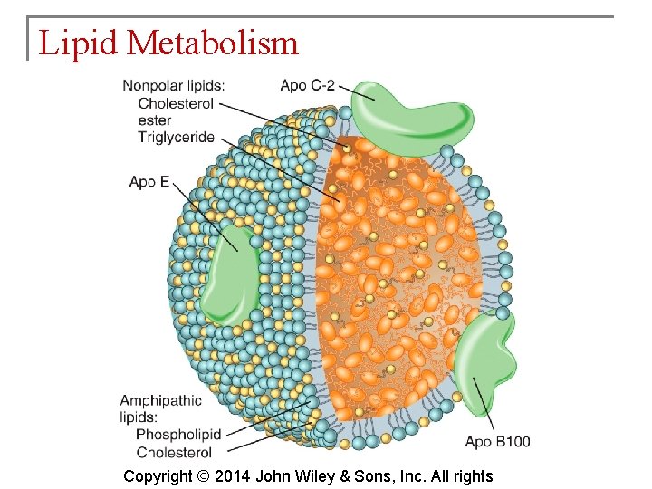 Lipid Metabolism Copyright © 2014 John Wiley & Sons, Inc. All rights 