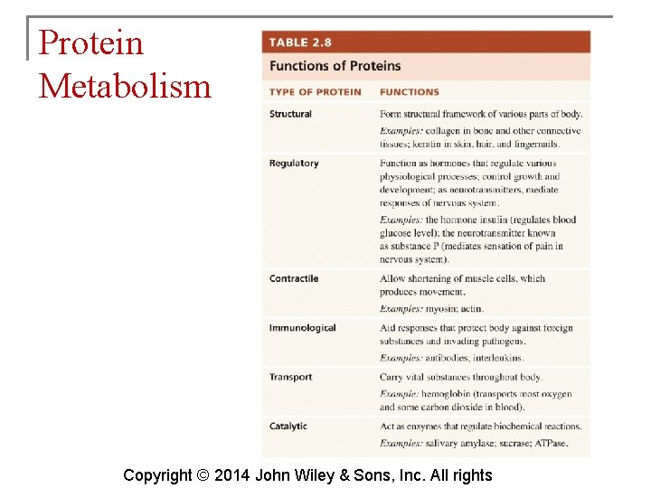 Protein Metabolism Copyright © 2014 John Wiley & Sons, Inc. All rights 
