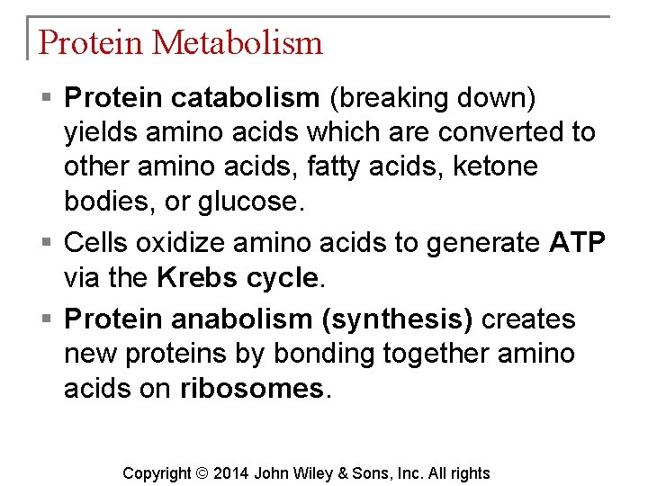 Protein Metabolism § Protein catabolism (breaking down) yields amino acids which are converted to