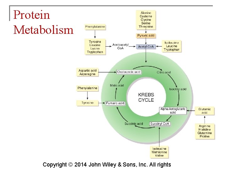 Protein Metabolism Copyright © 2014 John Wiley & Sons, Inc. All rights 