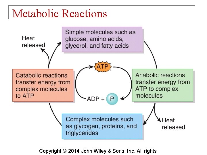 Metabolic Reactions Copyright © 2014 John Wiley & Sons, Inc. All rights 