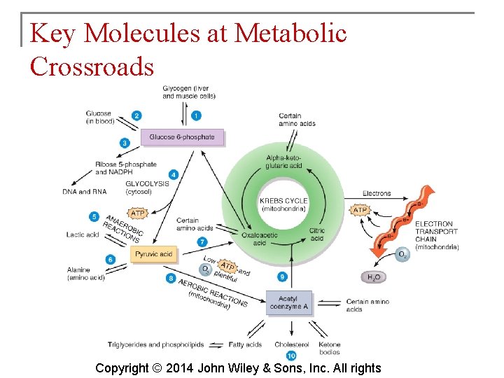 Key Molecules at Metabolic Crossroads Copyright © 2014 John Wiley & Sons, Inc. All
