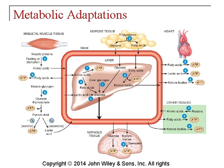 Metabolic Adaptations Copyright © 2014 John Wiley & Sons, Inc. All rights 