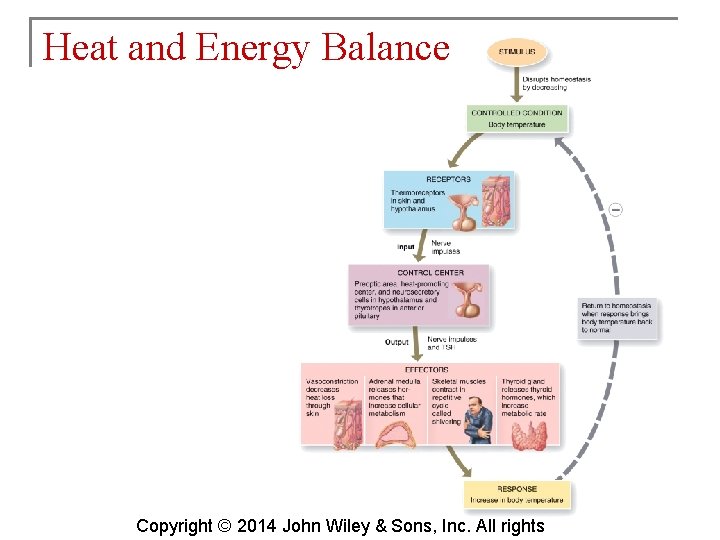 Heat and Energy Balance Copyright © 2014 John Wiley & Sons, Inc. All rights