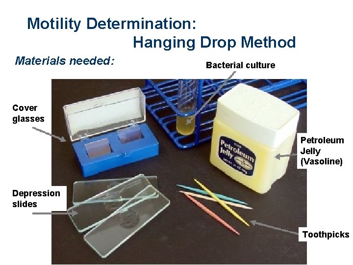 Motility Determination: Hanging Drop Method Materials needed: Bacterial culture Cover glasses Petroleum Jelly (Vasoline)