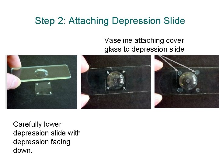 Step 2: Attaching Depression Slide Vaseline attaching cover glass to depression slide Carefully lower