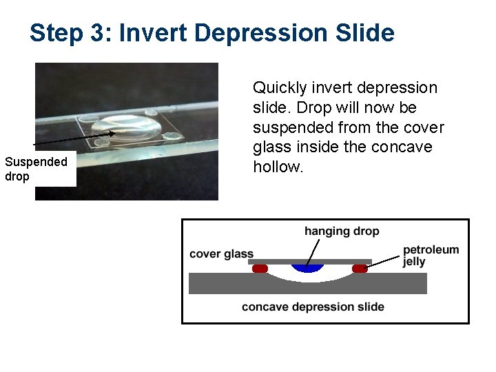 Step 3: Invert Depression Slide Suspended drop Quickly invert depression slide. Drop will now
