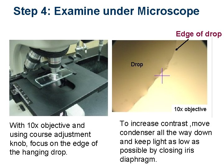Step 4: Examine under Microscope Edge of drop Drop 10 x objective With 10