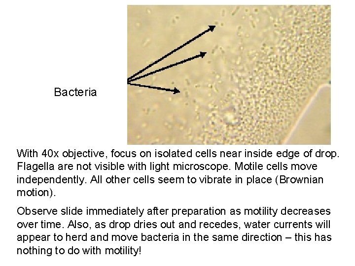 Bacteria With 40 x objective, focus on isolated cells near inside edge of drop.