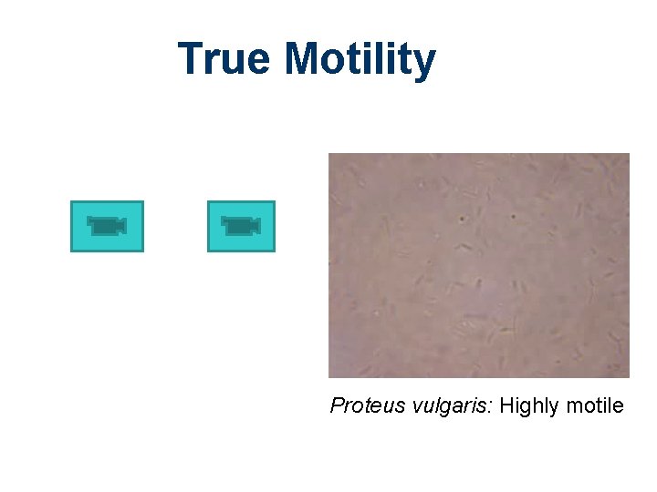 True Motility Proteus vulgaris: Highly motile 