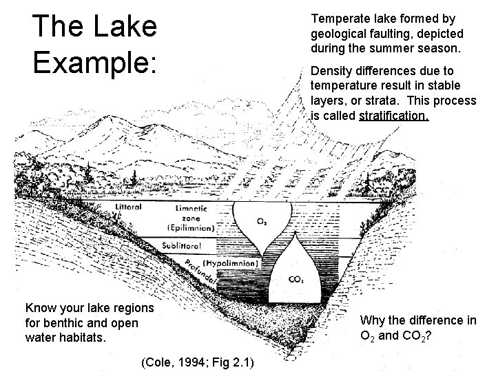 The Lake Example: Know your lake regions for benthic and open water habitats. (Cole, The Lake Example: Know your lake regions for benthic and open water habitats. (Cole,