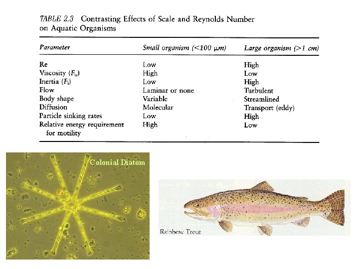 Colonial Diatom Colonial Diatom