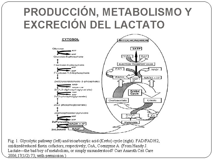 PRODUCCIÓN, METABOLISMO Y EXCRECIÓN DEL LACTATO Fig. 1. Glycolytic pathway (left) and tricarboxylic acid PRODUCCIÓN, METABOLISMO Y EXCRECIÓN DEL LACTATO Fig. 1. Glycolytic pathway (left) and tricarboxylic acid