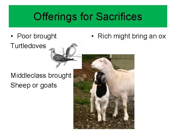 Offerings for Sacrifices • Poor brought Turtledoves Middleclass brought Sheep or goats • Rich