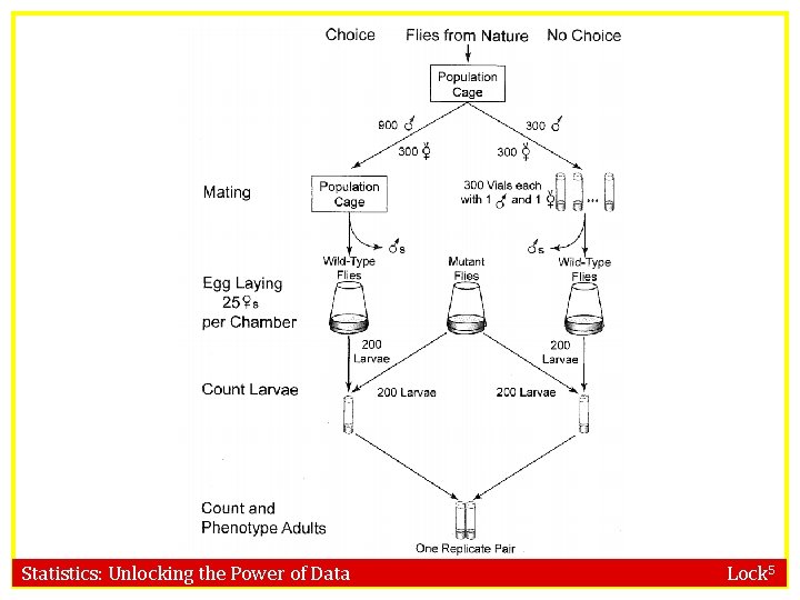 Statistics: Unlocking the Power of Data Lock 5 