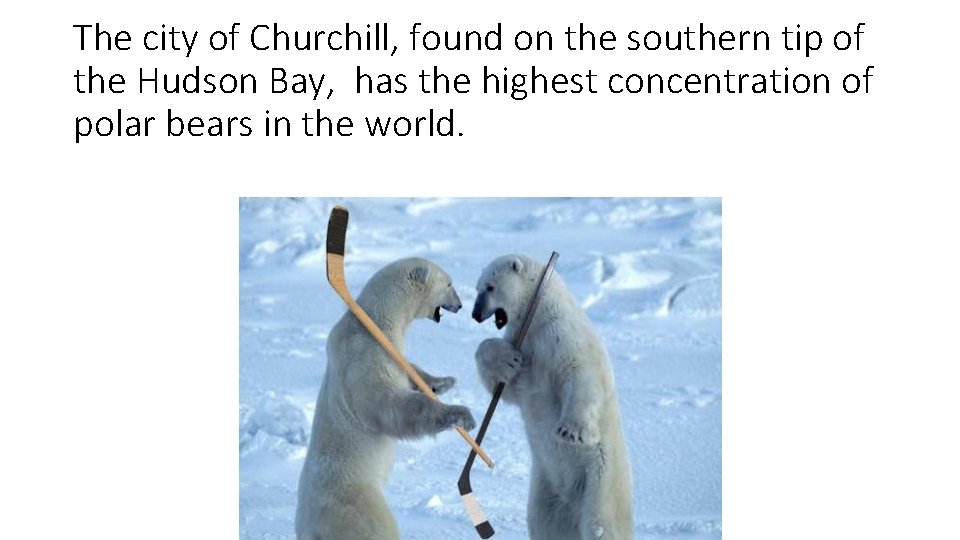 The city of Churchill, found on the southern tip of the Hudson Bay, has The city of Churchill, found on the southern tip of the Hudson Bay, has
