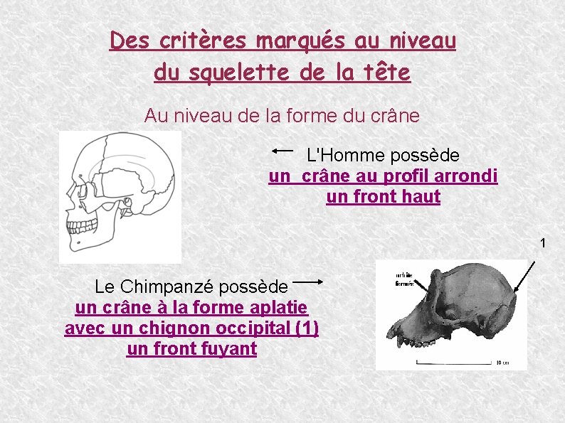 Des critères marqués au niveau du squelette de la tête Au niveau de la