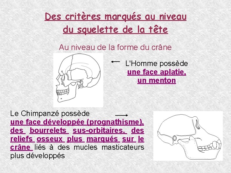 Des critères marqués au niveau du squelette de la tête Au niveau de la