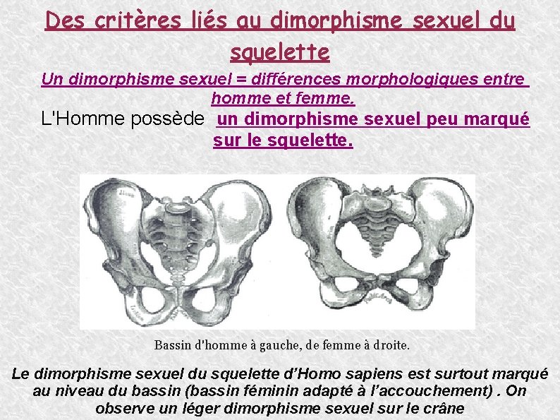 Des critères liés au dimorphisme sexuel du squelette Un dimorphisme sexuel = différences morphologiques