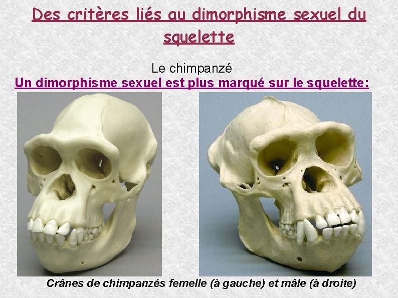 Des critères liés au dimorphisme sexuel du squelette Le chimpanzé Un dimorphisme sexuel est