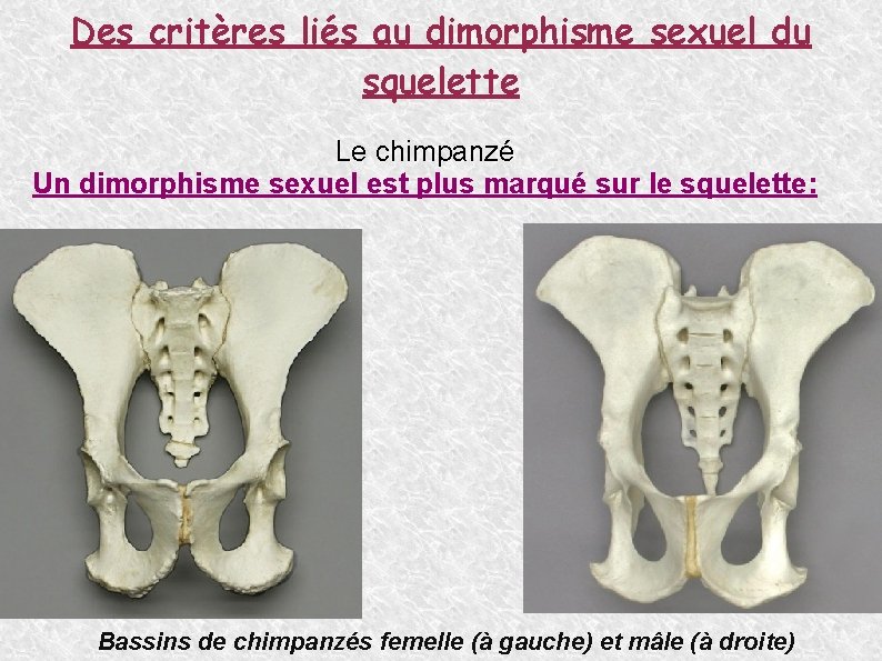 Des critères liés au dimorphisme sexuel du squelette Le chimpanzé Un dimorphisme sexuel est