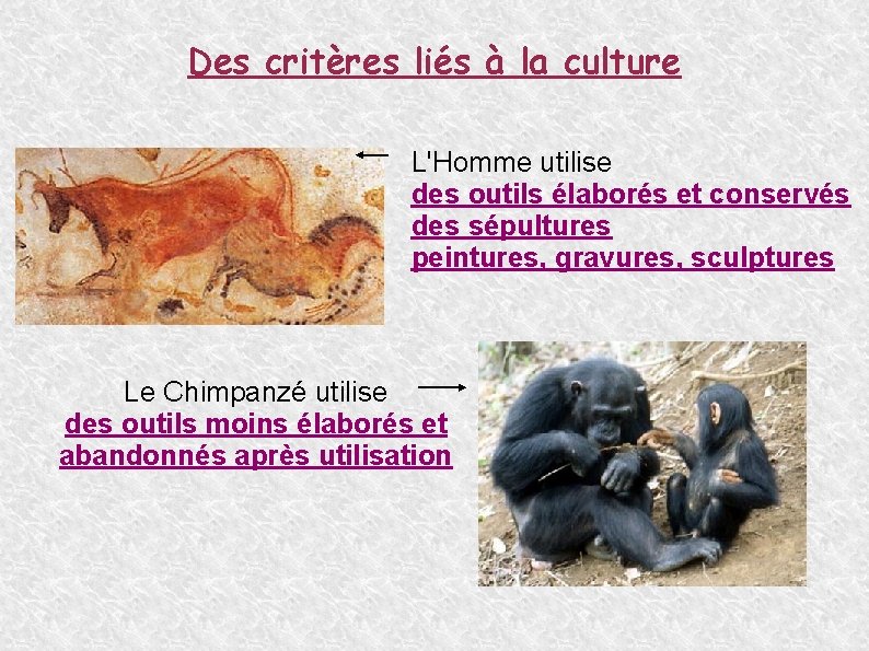 Des critères liés à la culture L'Homme utilise des outils élaborés et conservés des