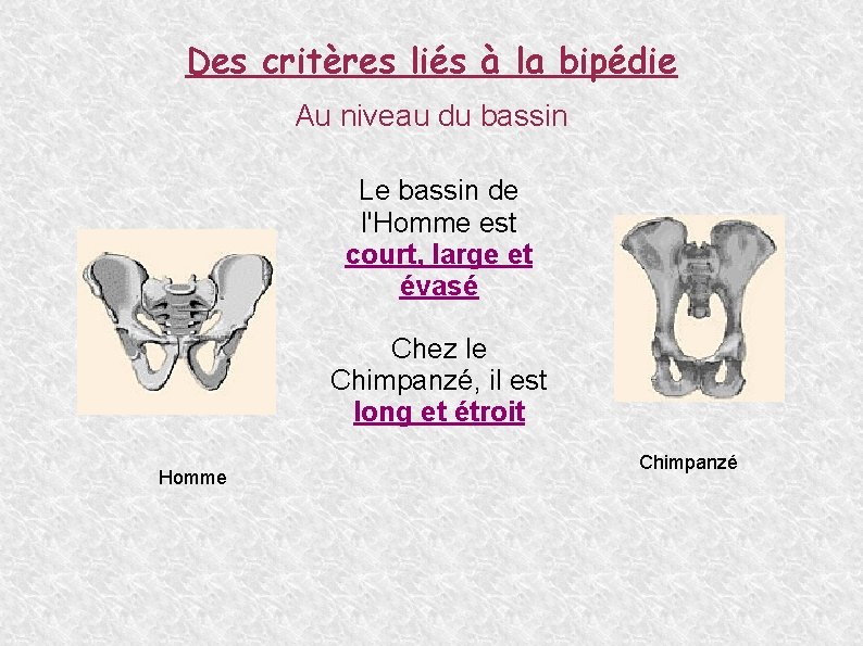 Des critères liés à la bipédie Au niveau du bassin Le bassin de l'Homme