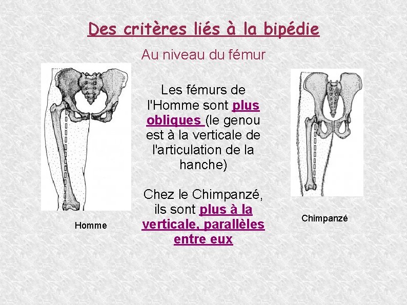 Des critères liés à la bipédie Au niveau du fémur Les fémurs de l'Homme