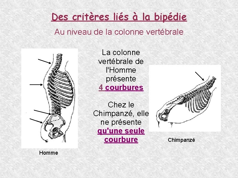 Des critères liés à la bipédie Au niveau de la colonne vertébrale La colonne