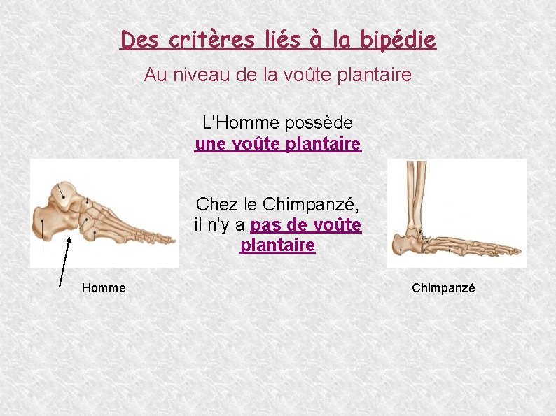 Des critères liés à la bipédie Au niveau de la voûte plantaire L'Homme possède