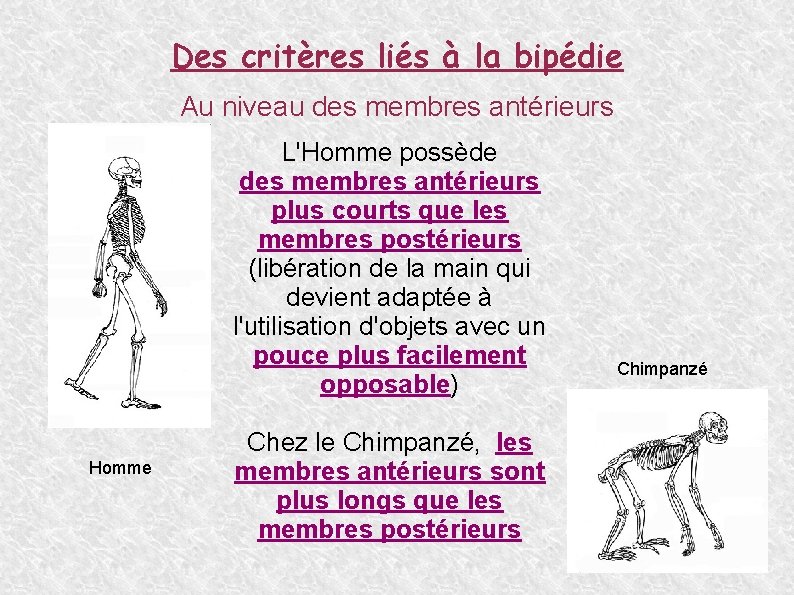 Des critères liés à la bipédie Au niveau des membres antérieurs L'Homme possède des