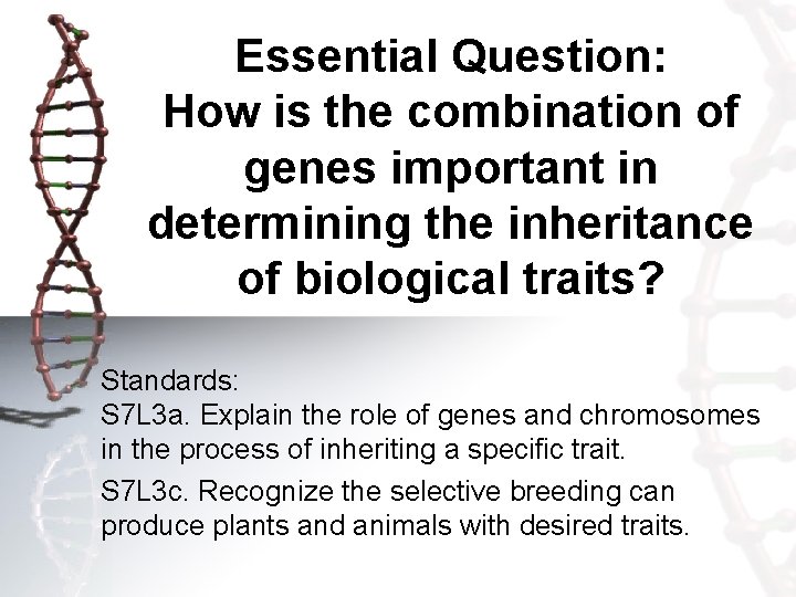 Essential Question: How is the combination of genes important in determining the inheritance of