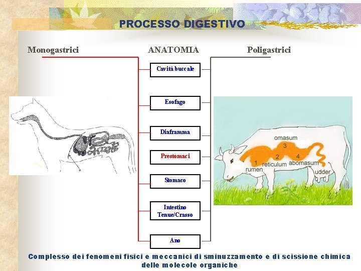 PROCESSO DIGESTIVO Monogastrici ANATOMIA Poligastrici Cavità buccale Esofago Diaframma Prestomaci Stomaco Intestino Tenue/Crasso Ano