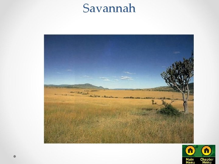 Savannah 