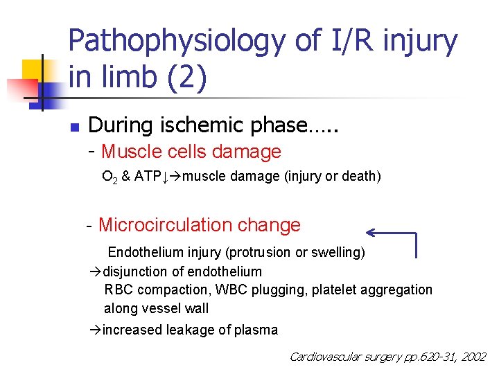 Pathophysiology of I/R injury in limb (2) n During ischemic phase…. . - Muscle