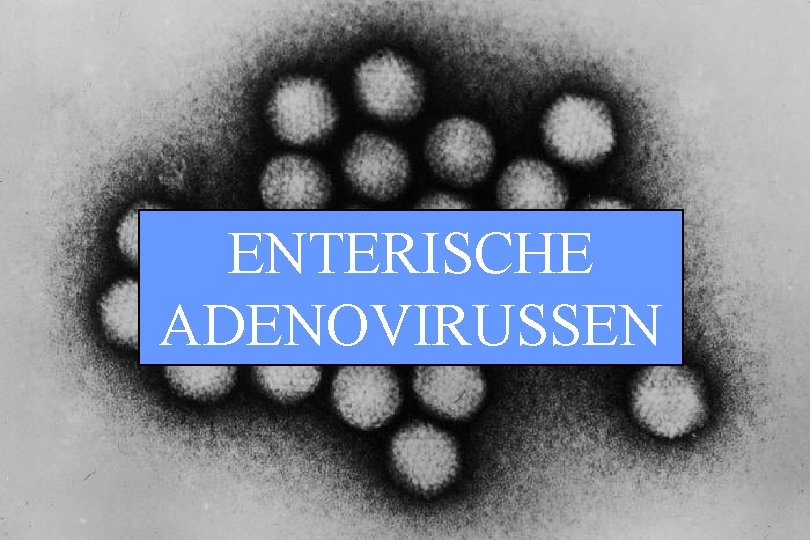 ENTERISCHE ADENOVIRUSSEN 