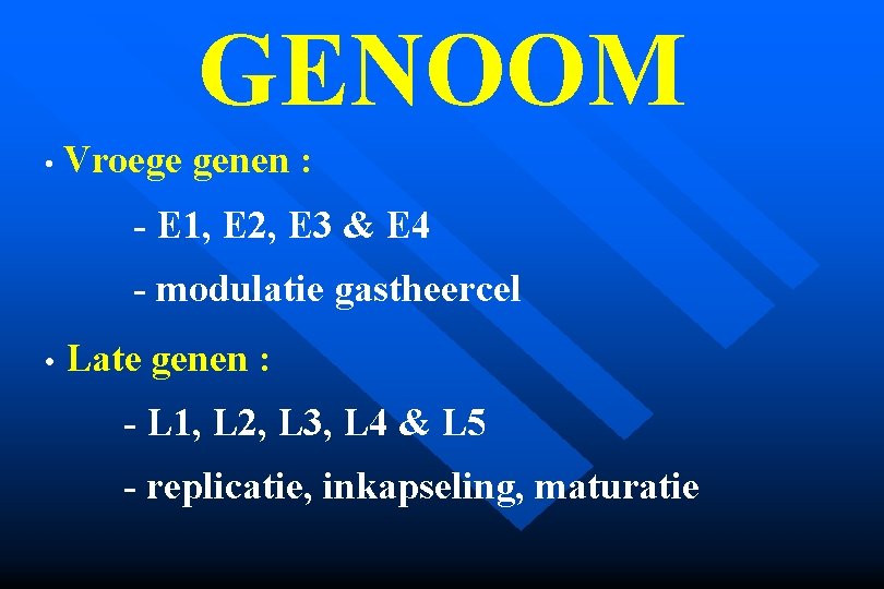 GENOOM • Vroege genen : - E 1, E 2, E 3 & E
