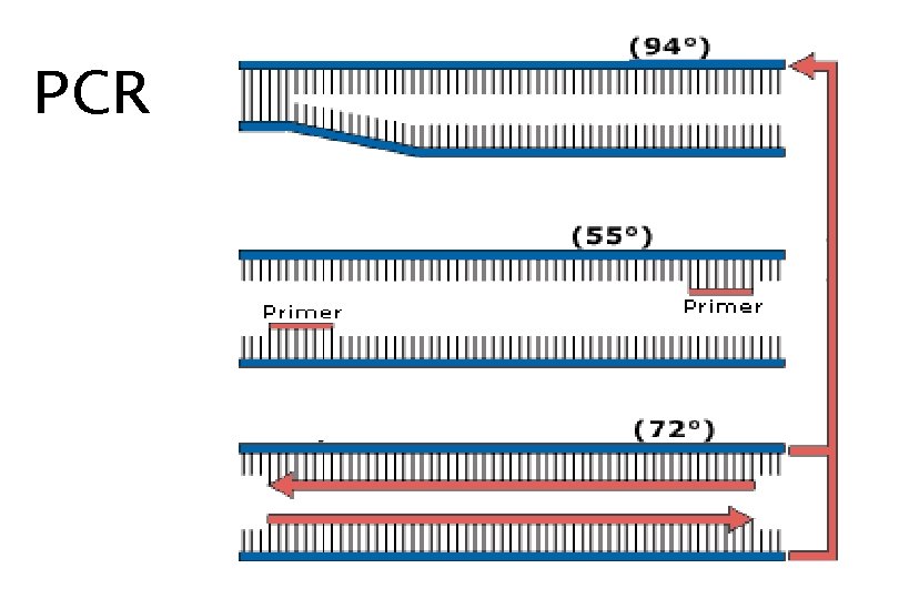 PCR 