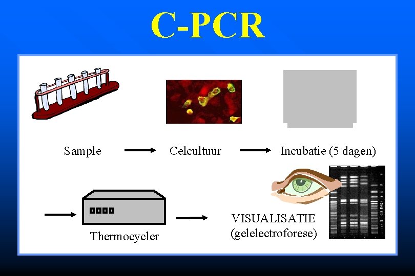 C-PCR Sample Thermocycler Celcultuur Incubatie (5 dagen) VISUALISATIE (gelelectroforese) 