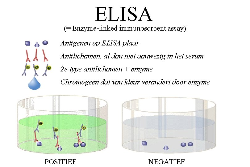 ELISA (= Enzyme-linked immunosorbent assay). Antigenen op ELISA plaat Antilichamen, al dan niet aanwezig